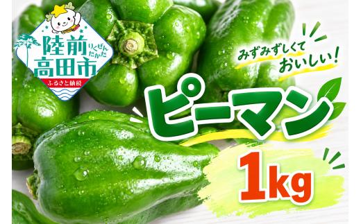 農家直送！ ピーマン 1kg 品種：ニューエース 【 野菜 夏野菜 産地直送 新鮮 軍見洞農園 】 RT2829