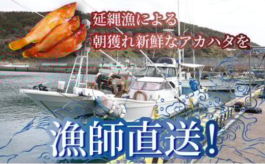 KU013 ＜2026年7月より順次発送＞宮崎県串間産アカハタ(計約750g・2～3匹)延縄漁による朝どれ高級魚を漁師直送！【豊漁丸】