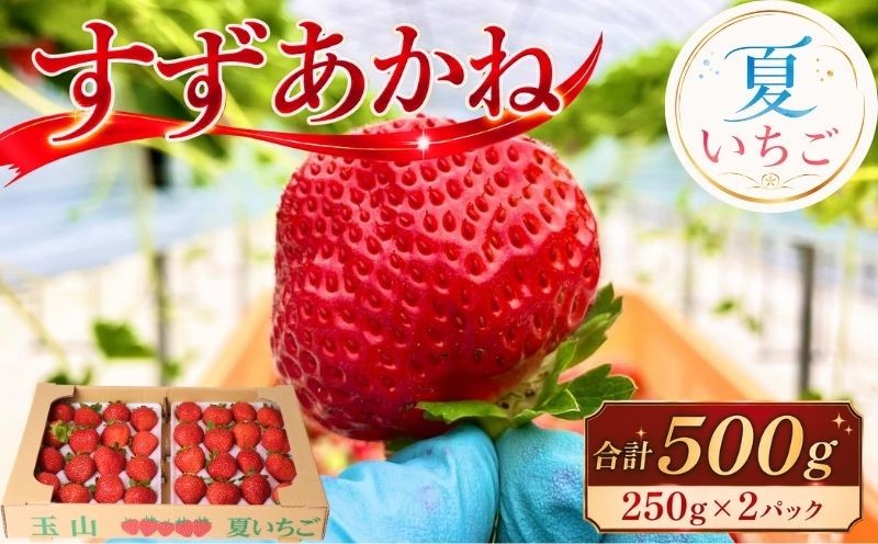 
                  いちご すずあかね 夏いちご 500g(250g以上×2パック)  いちご イチゴ 苺 ストロベリー ichigo itigo フルーツ 果物 夏 いちご 産地直送 冷蔵 国産 くだもの お取り寄せ デザート 特産品 名産品 家庭用 おやつ 新鮮 スイーツ ケーキ 農家直送 夏 旬 ギフト 岩手県 盛岡市 東北 岩手 盛岡 玉山うるおいイチゴ園 tui001
                