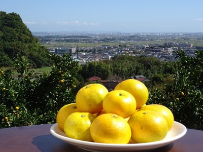[2025年12月下旬頃から発送] 温州みかん 5kg｜先行予約 みかん フルーツ 果物 柑橘 [0535]