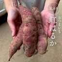 【ふるさと納税】【 訳あり 】 さつまいも ！ 紅はるか サツマイモ 芋 いも べにはるか 茨城 美味しい おいしい ワケアリ 訳アリ