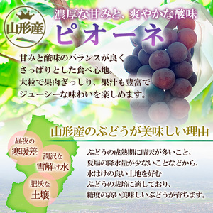 【ご家庭用】山形のピオーネ 優品 約2kg(2～6房)[9月中旬～10月中旬お届け] 【令和6年産先行予約】FS23-645