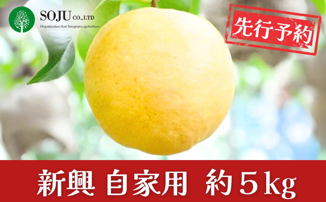 
                  先行予約 和梨 新興 自家用 約5kg 令和8年度 新潟県産 梨 [三条果樹専門家集団] 【010P066】
                