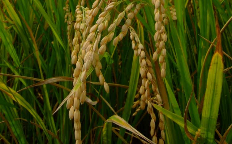 【令和7年産】季長米 10kg【竹崎野村農園】【2026年10月下旬までに発送予定】 うるち精米 ごはん ご飯 国産