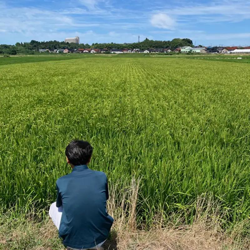 湘南大磯五ツ星お米マイスターお仕立て米「華」15kg【 地元産米 米セット 神奈川県 大磯町 】