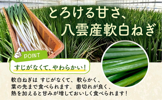 【先行予約】八雲産軟白ねぎ1kg+寒ちぢみほうれん草800gセット(2025年12月中旬以降発送開始予定) 【 野菜 ネギ ホウレン草 やさい ホウレンソウ 葉物野菜 北海道 旭川市 】