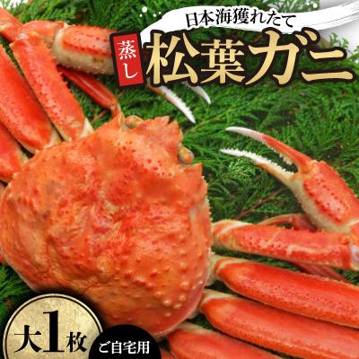 ふるさと納税 智頭町 【先行予約】【蒸し】ご自宅用日本海獲れたて松葉ガニ　大　1枚