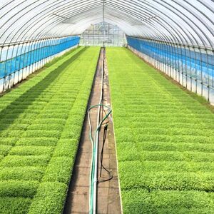 玄米 農家直送！うまい!! 本場のあきたこまち 5kgご飯 ブランド米 おにぎり 令和7年産 産地直送 おこめ ごはん 秋田県 秋田 能代市 お米 銘柄米 お弁当 和食 