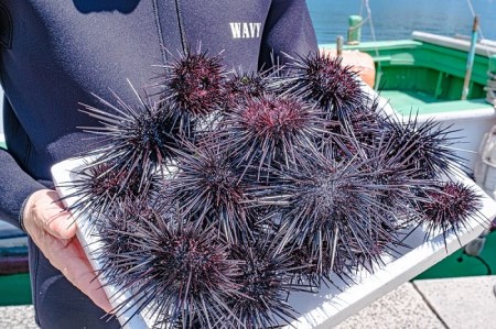 (10028)さざえうに サザエウニ さざえうにの瓶詰め 瓶詰め 栄螺 雲丹 5本セット 28g 刺身 味付 長門市