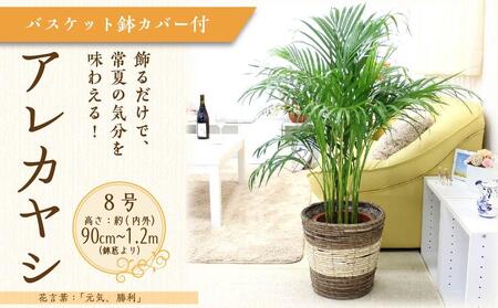 【観葉植物】アレカヤシ 8号 ストライプバスケット鉢カバー 土の表面:ウッドチップ ｜観葉植物 アレカヤシ 鉢カバーつき