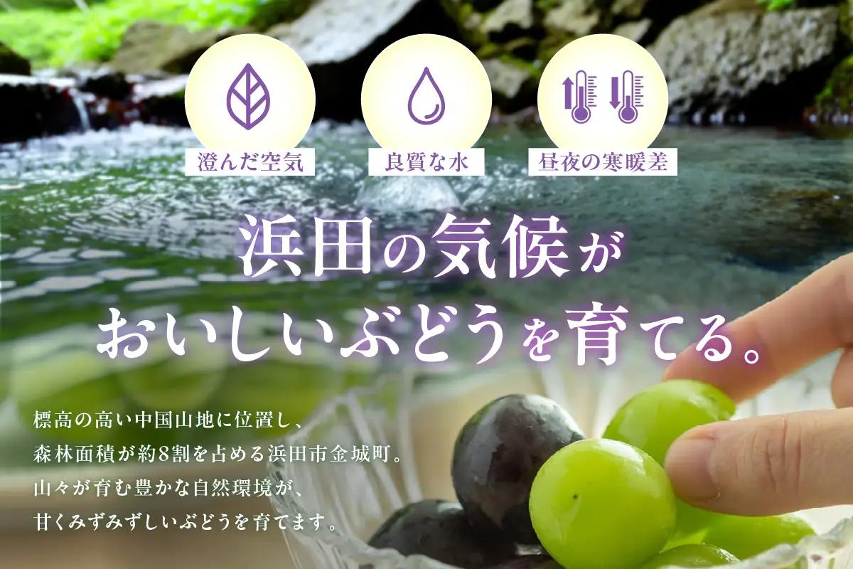 【2026年発送分 先行予約】種無しピオーネ 約1.8kg 3～5房《8月下旬頃から発送》果物 ピオーネ ぶどう 先行予約 【183_1884】