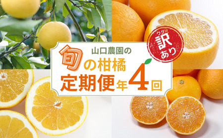 訳あり 年4回 旬の柑橘 定期便  （ まどんな ・ 文旦 ・ 甘夏 ・ 河内晩柑 ）