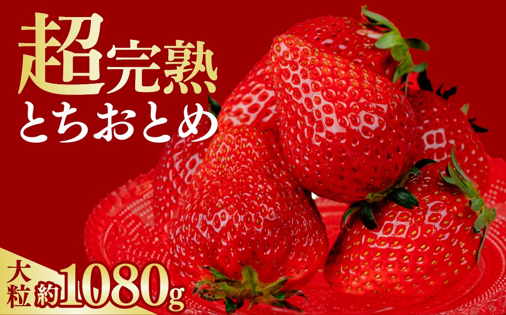 
                   いちご 選手権金賞農園の厳選&完熟&朝摘み とちおとめ  大粒 1080g(4パック)【選べる発送月】| いちご イチゴ 苺 とちおとめ 第2回いちご選手権金賞 ブランドいちご ストロベリー 完熟 甘い あまい 果物 フルーツ くだもの 旬 産地直送 栃木県産 鈴木ファーム 栃木県 茂木町
                