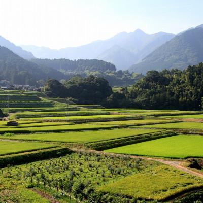 ふるさと納税 東温市 〈坂本自然農場 穂田琉〉 特別栽培米:コシヒカリ　精米5kg |  | 03