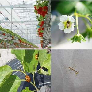 【3回定期便】【来シーズン予約受付】数量限定 幻の京都亀岡産 高級いちご【女峰】1箱分×3回定期便 ※化学肥料・農薬極力不使用《イチゴ 苺 いちご フルーツ 農家直送》 ※2026年1月中旬～5月下旬