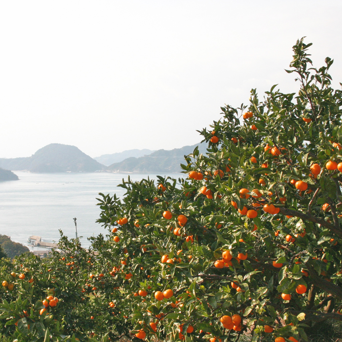 【11月下旬頃から発送予定】温州みかん 5kg 愛媛 中島産 希望の島 家庭用 みかん 柑橘