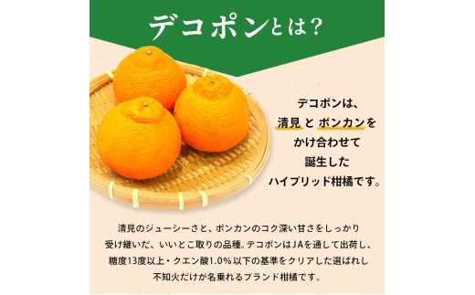 先行予約 デコポン 約1.5kg 果物 フルーツ デコポン 不知火 みかん 蜜柑 柑橘 デザート スイーツ ケーキ ジュース ゼリー アイス シャーベット ジェラート ギフト 家庭用 旬の果物 旬 お