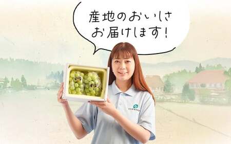 【3回定期便】岡山県産 シャインマスカット 晴王 計2房 （1房600g以上） 【2025年8月下旬発送開始】 ／ 3回 マスカット 葡萄 ぶどう 果物 果実 フルーツ 定期便 岡山県 美咲町 冷蔵