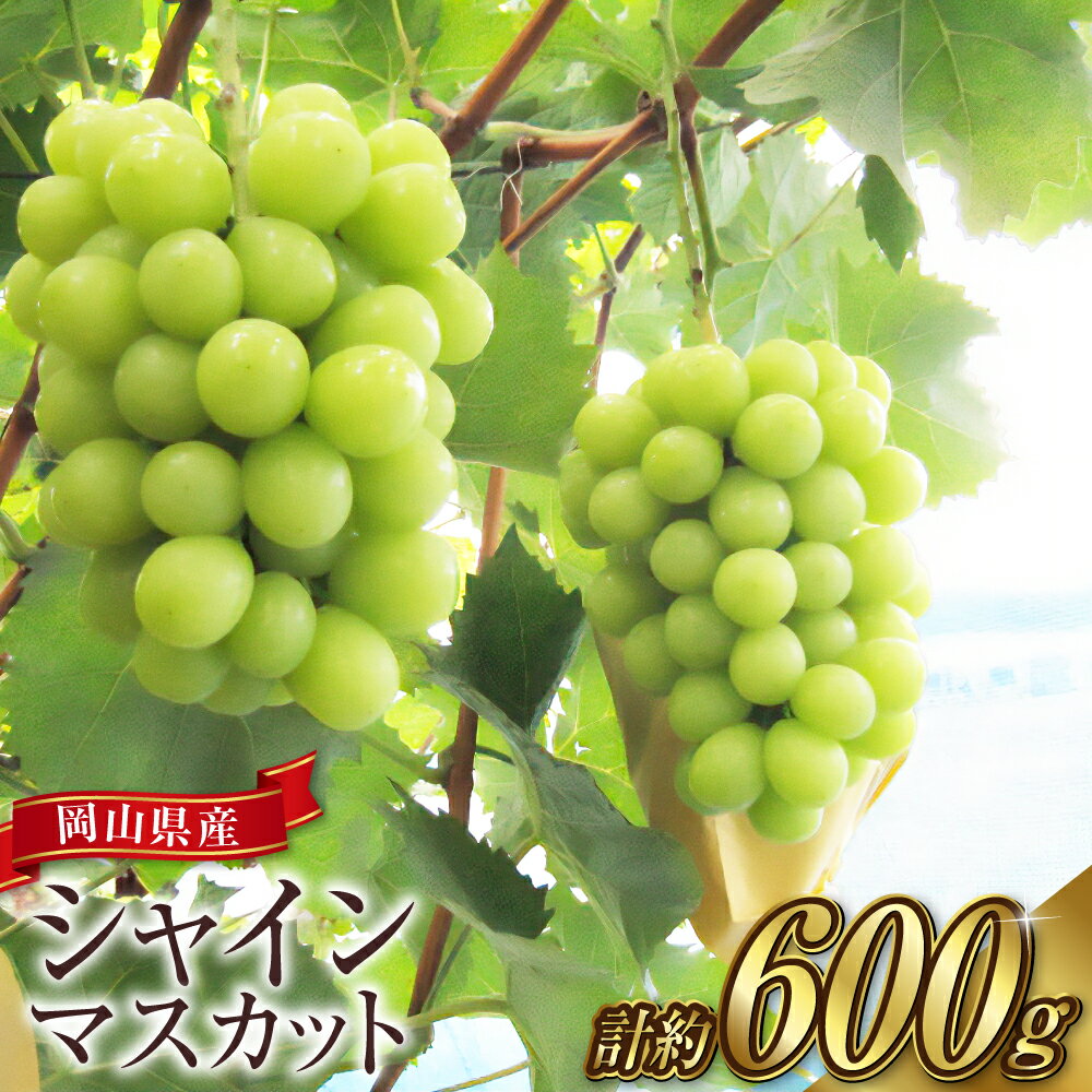 【ふるさと納税】 ぶどう 2025年 先行予約 シャイン マスカット 1房（1房600g前後） 産地直送 ブドウ 葡萄 岡山県産 国産 フルーツ 果物 ギフト たけまさぶどう園　果物類・ぶどう・マスカット・フルーツ【2025年9月上旬～10月下旬 発送予定】