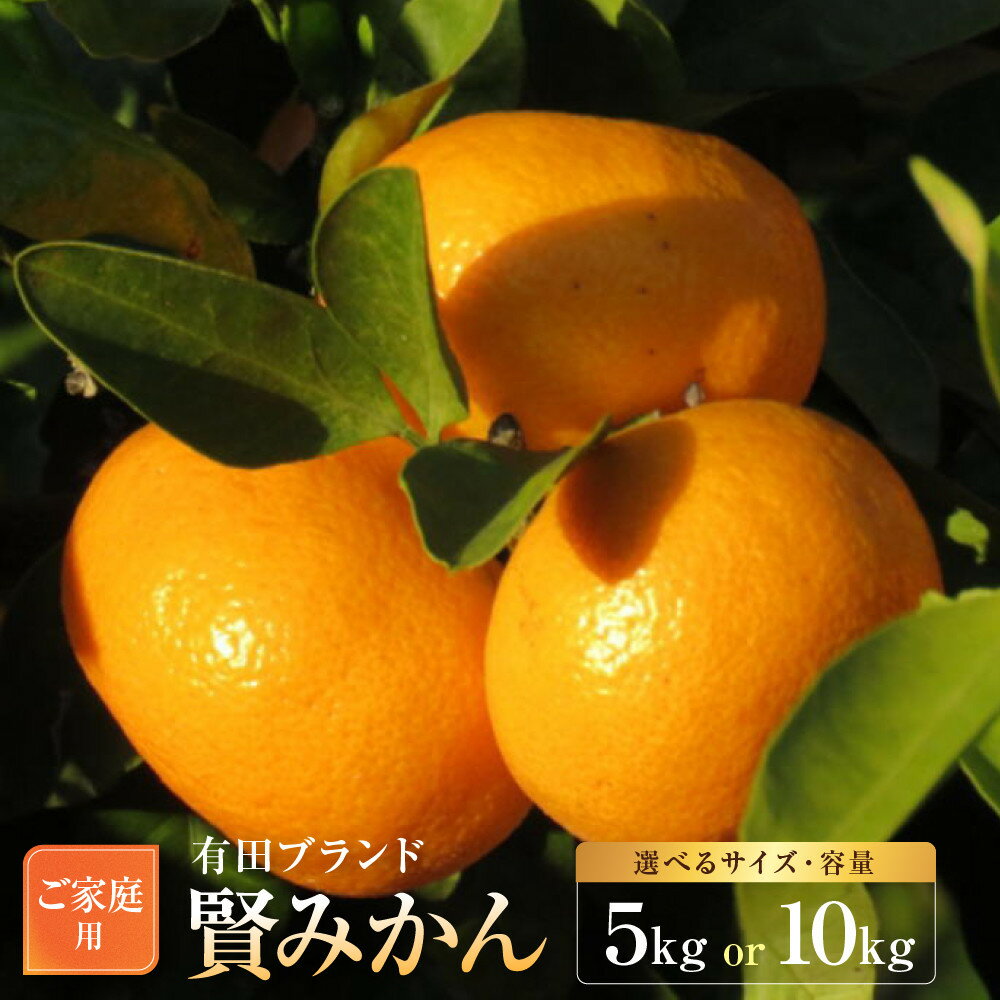 【ふるさと納税】【選べるサイズ・容量】 有田のブランド「賢みかん」5kg or 10kg ご家庭用［2026年11月中旬頃より順次発送］ | フルーツ 果物 くだもの 食品 人気 おすすめ 送料無料