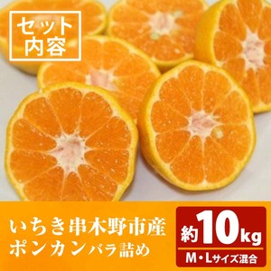 ＜先行予約＞＼数量・期間限定／池之上果樹園 の 旬 の ポンカン M・Lサイズ混合 10kg 箱満杯バラ詰め 鹿児島県産 ぽんかん～2025年12月上旬頃より順次発送予定～ 果樹【A-2016H】