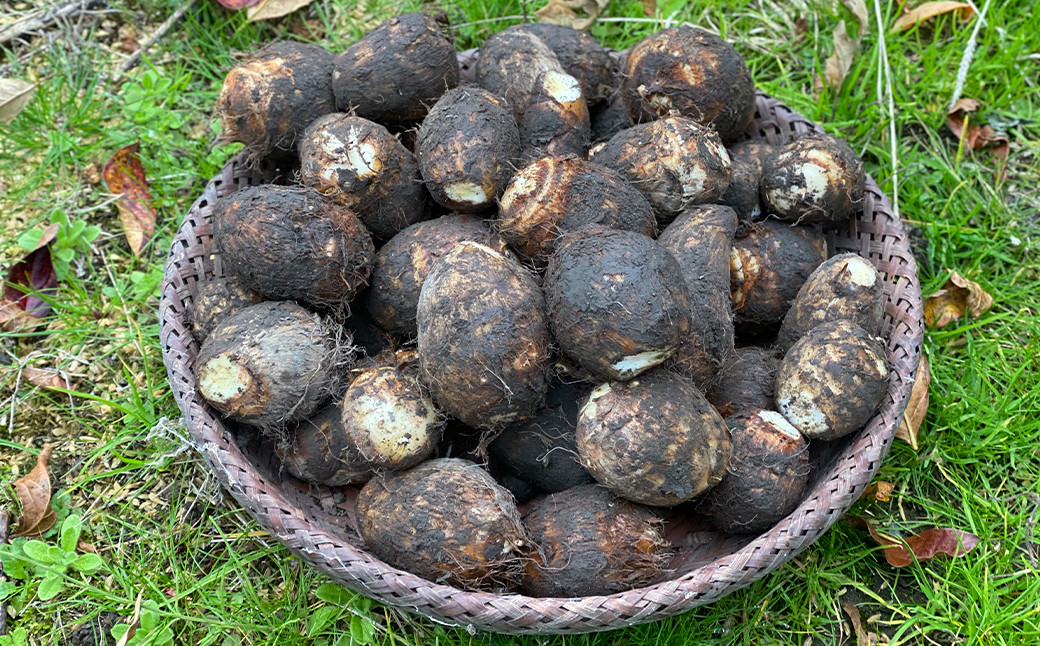 
                  日本三大芋煮の里、津和野の大地で育てた泥付き里芋850g×2袋【1235627】
                