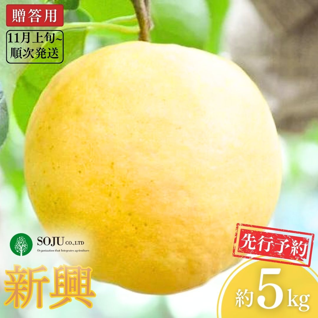 【ふるさと納税】先行予約 和梨 新興 約5kg 贈答用 [11月上旬から発送予定] 令和7年度 新潟県 三条市産 [三条果樹専門家集団]【016P031】
