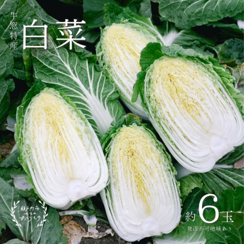 瀬戸内 牛窓産 白菜 約15kg（5～6玉） 野菜 はくさい