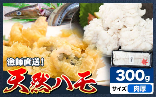産地直送！ハモ 肉厚ハモ 300g《7月上旬-9月末頃出荷予定》熊本県 葦北郡 津奈木町 平国丸 旬 旬の魚 鰻 鱧 湯引き 天ぷら 新鮮 肉厚