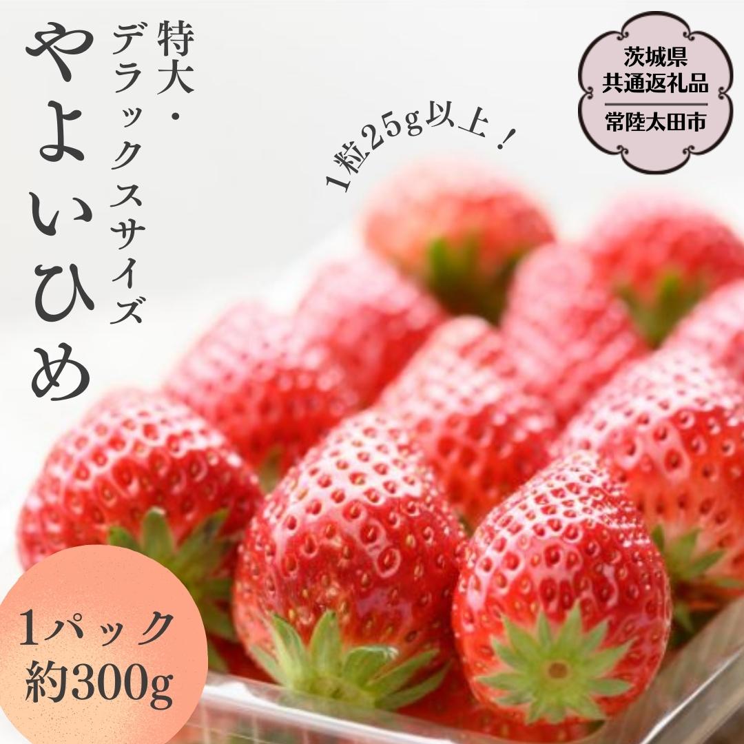 【ふるさと納税】 《 2026年 先行予約 》 やよいひめ (2パック) ～ (4パック) 特大 ・ デラックス サイズ （茨城県共通返礼品／常陸太田市) 2026年1月上旬発送開始 フルーツ 苺 イチゴ いちご 新鮮 朝採れ 茨城県 桧山FRUITFARM