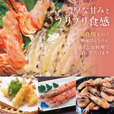 ふるさと納税 南さつま市 【鹿児島県産】活〆 冷凍車海老 計600g(生食) |  | 02