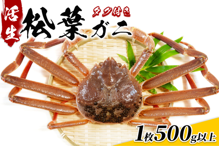 【22014】鳥取県網代産 松葉がに（ブランドタグ付き）500g以上（生）※お届けは2026年11月中旬～