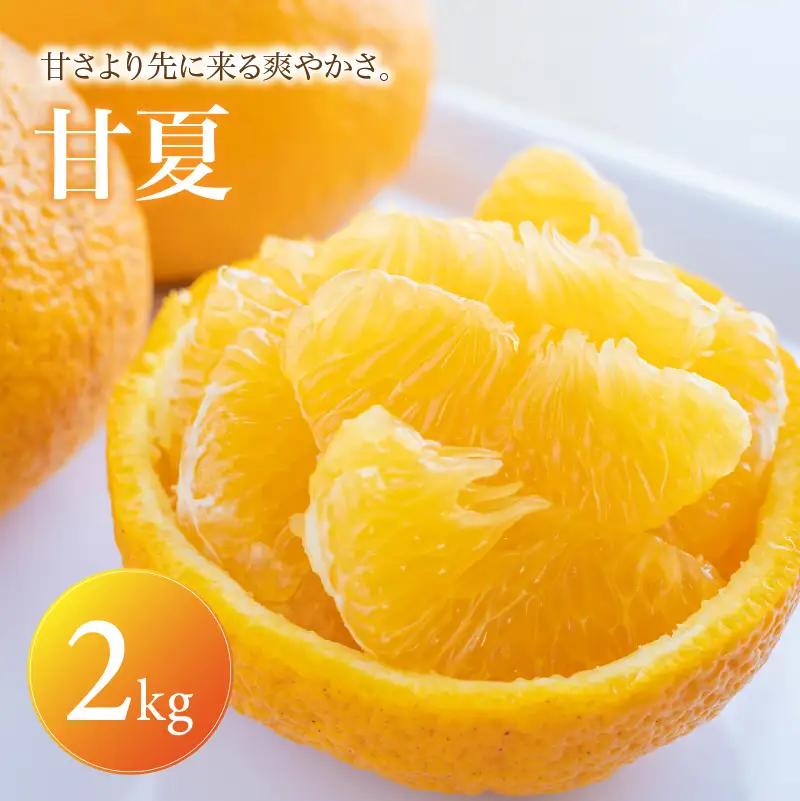 甘夏 家庭用 2kg 【2027年3月中旬頃から順次発送】 | みかん ミカン mikan 蜜柑 訳ありフルーツ 柑橘 果物 おすすめ お勧め お取り寄せ ギフト 愛媛県 松山市 【MKN061】