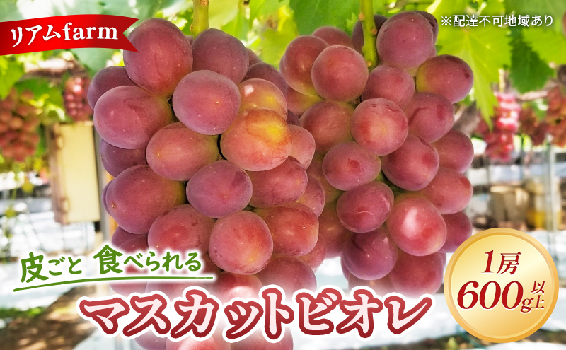 ぶどう 2024年 先行予約  ” 皮ごと 食べられる” マスカット ビオレ 1房（600g以上）リアム farm 果物 フルーツ 