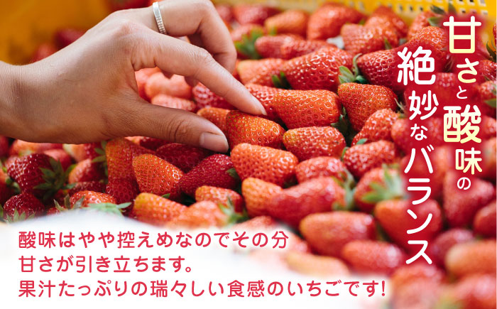 【先行予約】【全6回定期便】熊本県産 ゆうべに いちご セット 250g×4P 農園直送 産地直送 山都町産【なかはた農園】[YBI048]