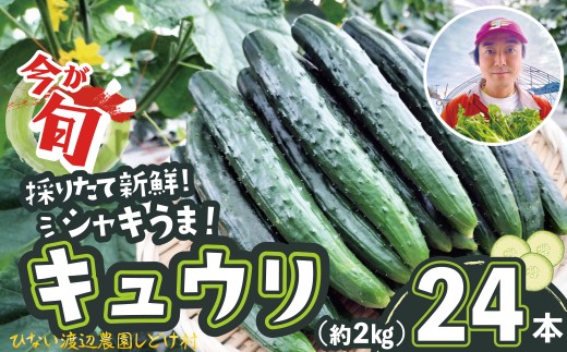 キュウリ 採りたてシャキ旨！24本　60P3231　/ 東北 秋田 大館 野菜 新鮮 農産物 農家 きゅうり 農家直送 もろきゅう サラダ 和え物 産直 ハウス栽培 夏野菜 夏やさい サラダ 総菜  おかず