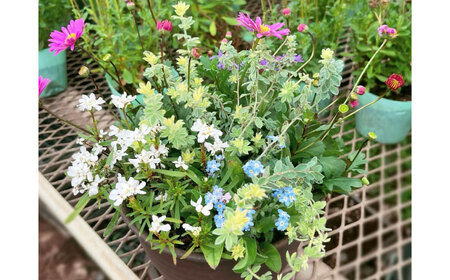 季節の寄せ植え (おまかせ5種類 小) / 寄せ植え 花苗 鉢【GreenlifeYoshimura】[BHBG002]