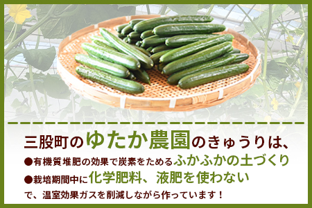 ＜【先行予約】【期間限定】宮崎県産きゅうり(約2kg)＞(約2kg・3本入り×5袋)【MI149-yt】【ゆたか農園】