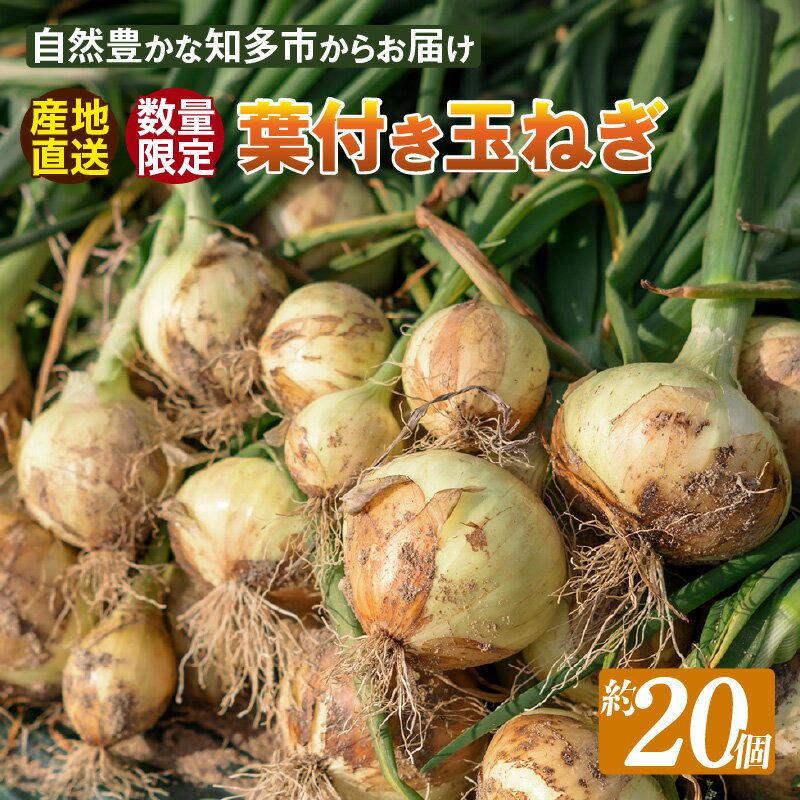 【ふるさと納税】＼先行予約／【期間限定】葉付き 玉ねぎ 【Lサイズ・約20個】葉の部分もお召し上がりいただけます！ 数量限定のため無くなり次第終了。 野菜 色鮮やか 甘み たまねぎ 人気野菜 予約 愛知県 特産品 送料無料