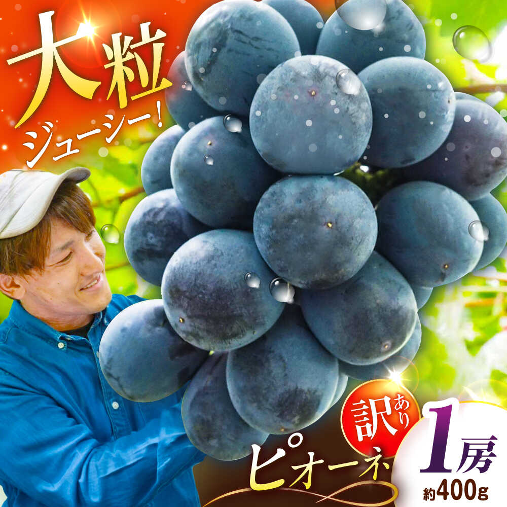 【ふるさと納税】【先行予約：2026年8月中旬より発送】【ご自宅用】旬の味わいを農家直送で！ピオーネ 1房（約400g）簡易包装 訳あり 1万円 島根県雲南市/ギアファーム[AIAB014]