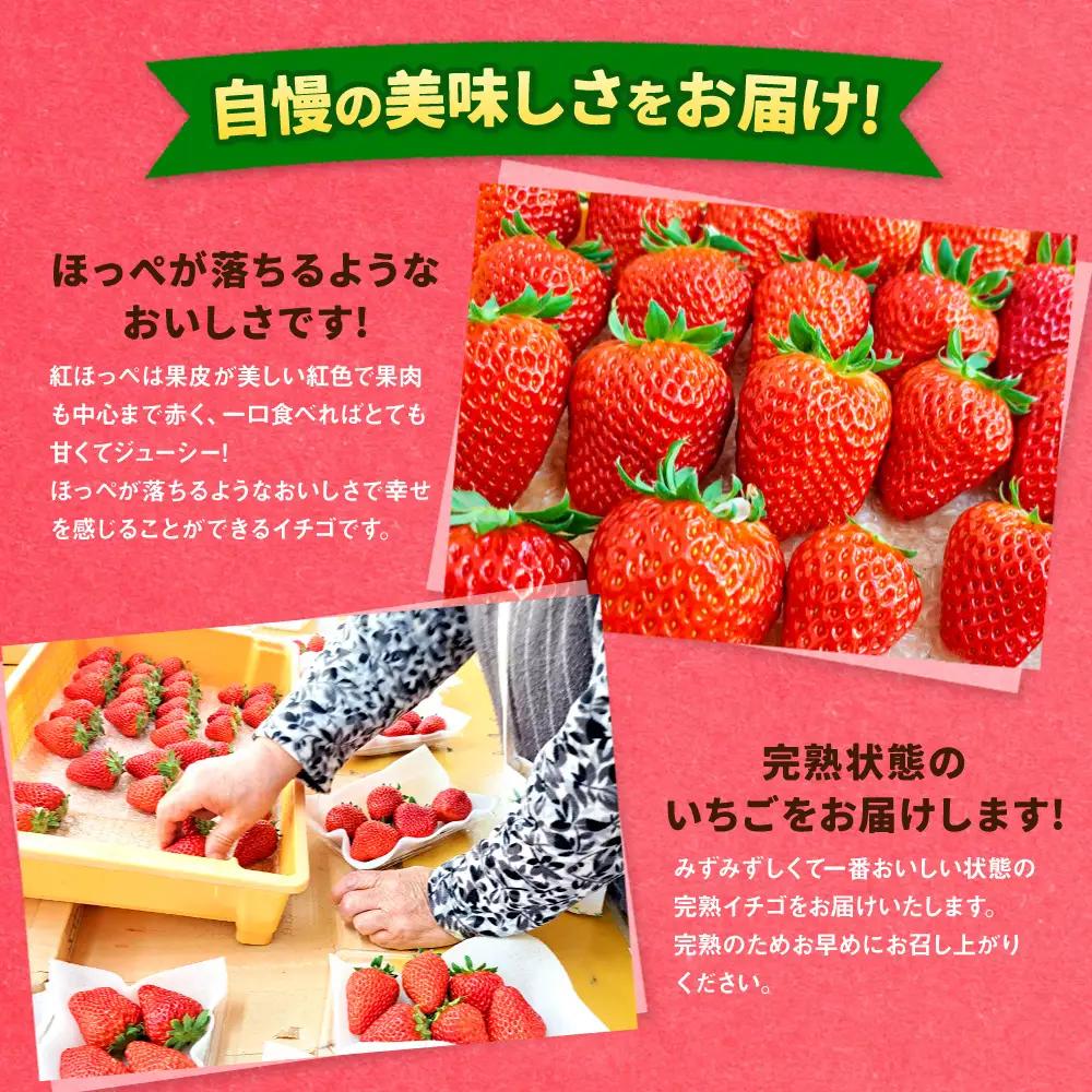 【先行予約】紅ほっぺ 3箱 6パック（合計1,620g以上） ※2027年2月～発送 | いちご 苺 フルーツ 果物 くだもの 果実 完熟 冷蔵 守谷市産 茨城県 守谷市