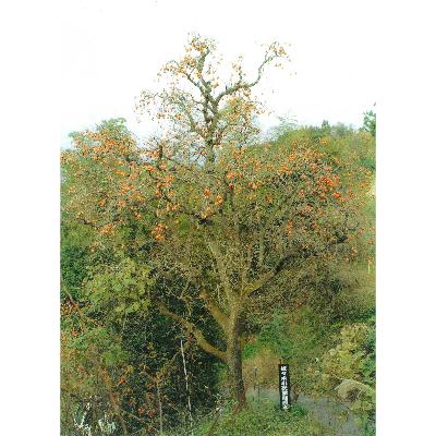 ふるさと納税 嘉麻市 小次郎柿酢 |  | 03