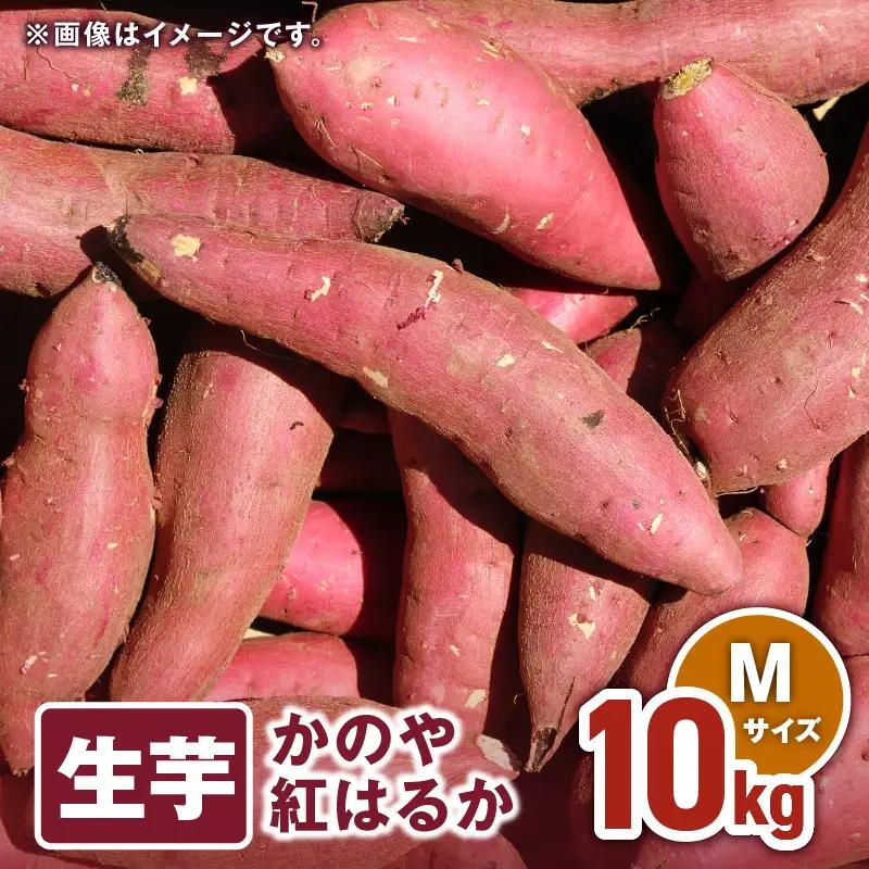 1674 かのや紅はるか 生芋Mサイズ 10kg KN011-002-02 南橋商事 ふるさと納税 鹿児島 鹿屋市 おすすめ ランキング プレゼント ギフト