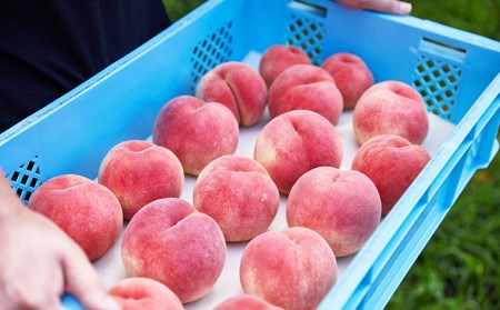 【硬い桃好きの方へ】大人気！おどろきのパリパリ食感！山形産 もも 2kg 【令和6年産先行予約】FU22-020