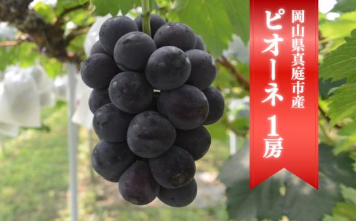 KF-B065-02【きよとうファーム】お試し便　ピオーネ1房/500g~ (岡山県産)