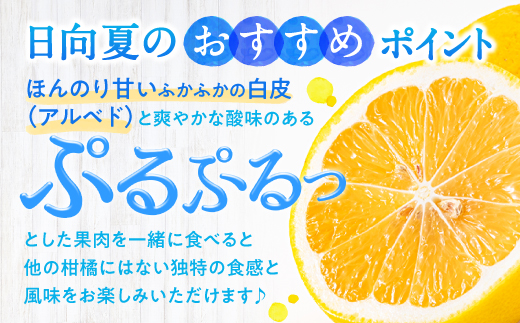 AA098.いわくま果樹園の「日向夏」約4kg／2025年4月発送予定