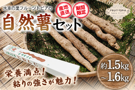先行予約 自然薯 セット《11月中旬‐12月末頃出荷》 水車の里フルーツトピア 岡山県 矢掛町 自然薯　野菜 自然生 山芋