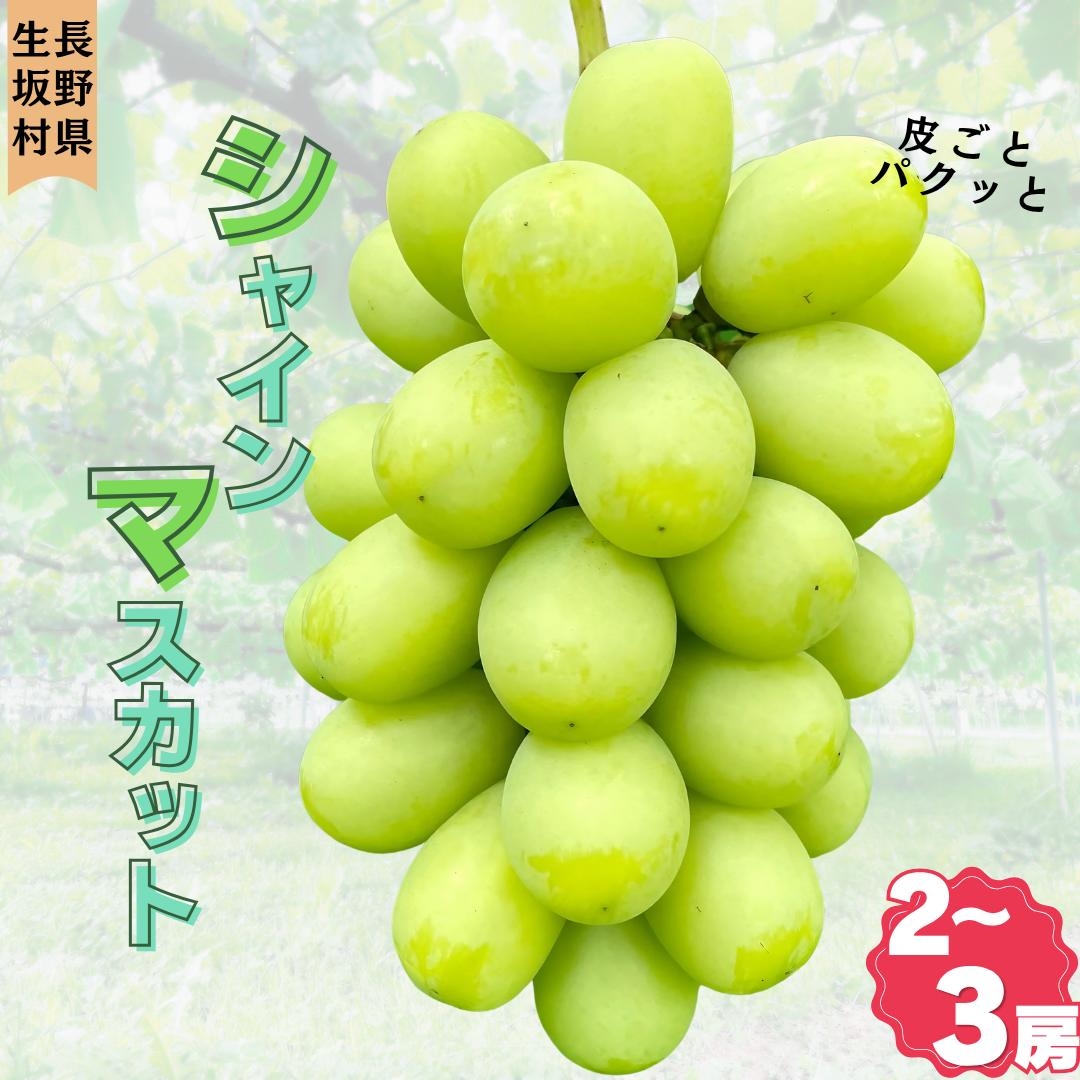 
                  gems.grape　シャインマスカット　約1.0kg以上　2~3房| ぶどう ブドウ 葡萄 皮ごと 種無し フルーツ 果実 長野県 生坂村
                