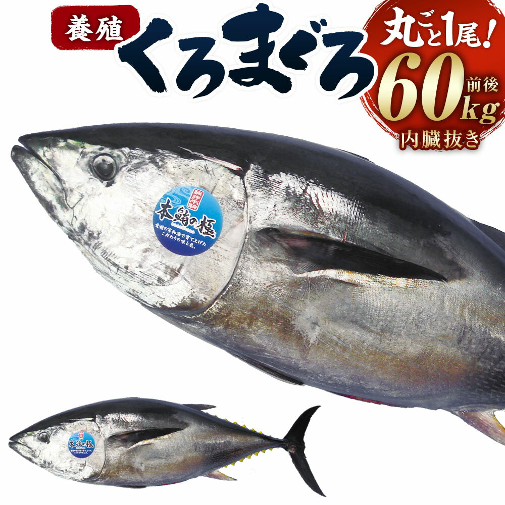 【ふるさと納税】久良のクロマグロ 丸ごと 1尾！（60kg 前後 内臓抜き） 養殖 本マグロ マグロ 鮪 赤身 トロ 海鮮 刺身 冷蔵 お取り寄せ 愛媛県 送料無料 (293) 【えひめの町（超）推し！（愛南町）】【2025年9月上旬-2026年3月下旬まで発送予定】