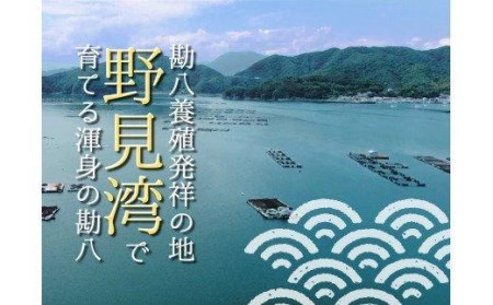 カンパチ 勘八 半身 600～700g セット 冷蔵 神経締め 高級 魚 産地直送 刺身 ぶりしゃぶ 照り焼き 刺し身 高知県 須崎市 ( カンパチ 須崎勘八 養殖 カンパチ 勘八 須崎 カンパチ 刺